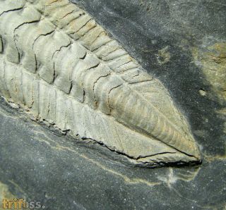 Salterocoryphe salteri (ROUAULT 1851)