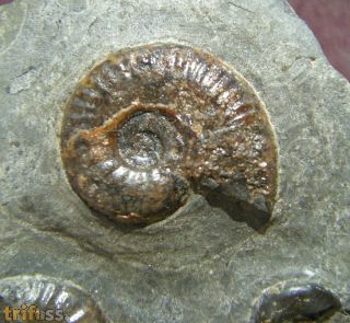 Grammoceras thouarsense (d' Orbigny, 1843)