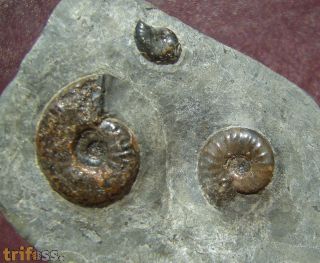 Grammoceras thouarsense (d' Orbigny, 1843)