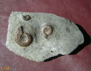 Grammoceras thouarsense (d' Orbigny, 1843)