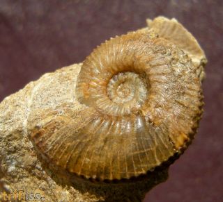 Kepplerites gowerianus  (SOWERBY)