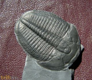 Elrathia kingii (Meek 1870)
