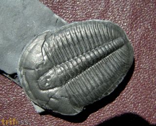 Elrathia kingii (Meek 1870)
