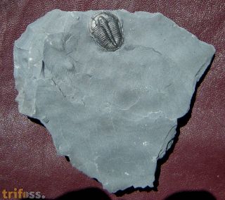 Elrathia kingii (Meek 1870)