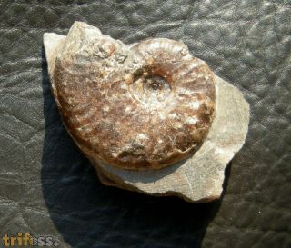 Grammoceras thouarsense (d' Orbigny, 1843)