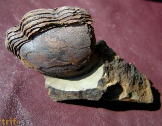 Stenopareia nexilis (Salter, 1867) & Promopalaeaster elizae (Spe