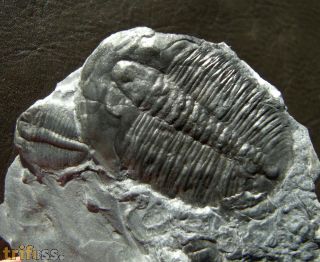 Elrathia kingii (Meek 1870)