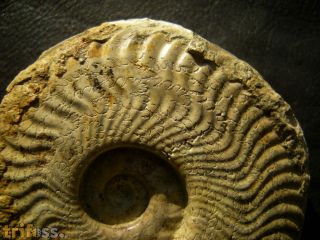 Harpoceras falciferum (Sowerby 1820)