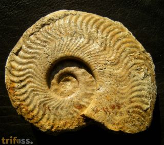 Harpoceras falciferum (Sowerby 1820)