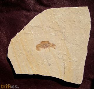 Palaeastacus fuciformis (SCHLOTHEIM)