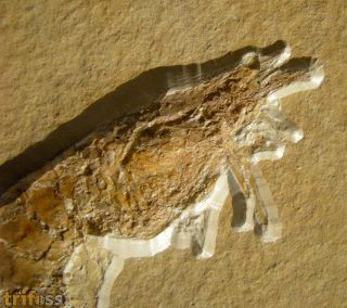 Antrimpos  speciosus M�NSTER 1839