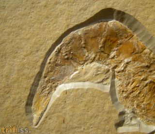Antrimpos  speciosus M�NSTER 1839