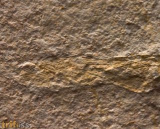 Mirmicium schroeteri GERMAR, 1839