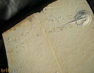 Mesolimulus walchi DESMAREST 1822