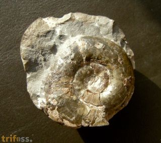 Grammoceras sp.