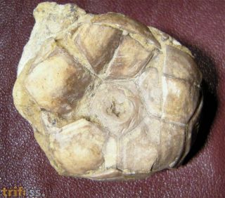 Abbreviatocrinites abbreviatus (GOLDFUSS, 1839)