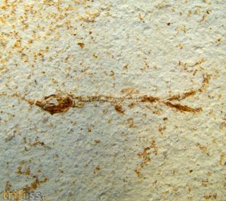 Anaethalion angustus MUENSTER, 1832 - Juvenile