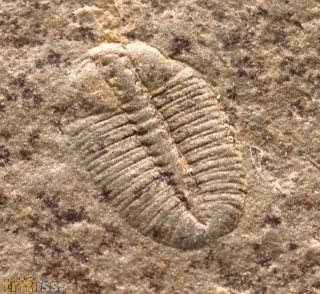 Arthricocephalus laterilobatus Ju, 1983