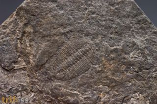 Arthricocephalus laterilobatus Ju, 1983