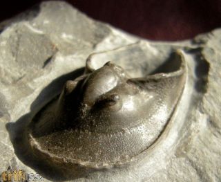 Harpes aff macrocephalus (GOLDFUSS 1839)