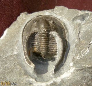 Harpes aff macrocephalus (GOLDFUSS 1839)