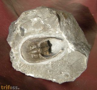 Harpes aff macrocephalus (GOLDFUSS 1839)