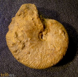 Taramelliceras cf externnodosum Dorn 1931