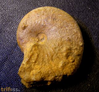 Taramelliceras cf externnodosum Dorn 1931