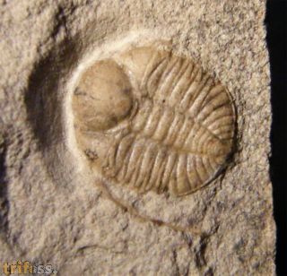 Ampyxina bellatula (Savage, 1917)