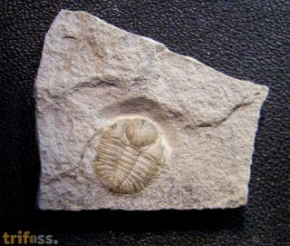 Ampyxina bellatula (Savage, 1917)