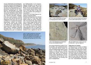 Der Steinkern - Issue 8