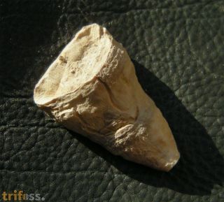 Calceola sandalina (Linne�, 1771)