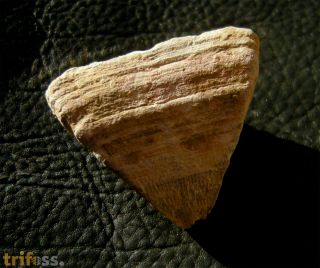Calceola sandalina (Linne�, 1771)