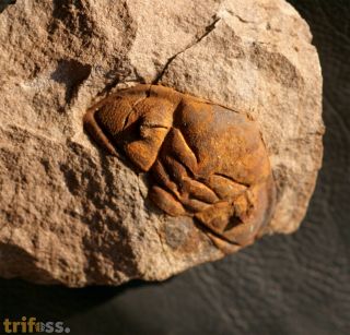 Dalmanitina socialis (BARRANDE, 1846)