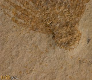 Palinurina longipes M�NSTER, 1839