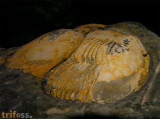 Ectillaenus giganteus BURMEISTER (1843)