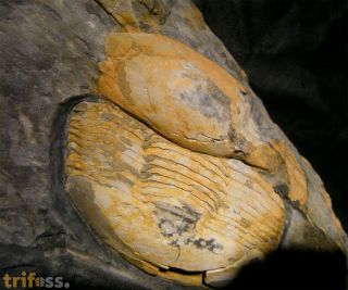 Ectillaenus giganteus BURMEISTER (1843)