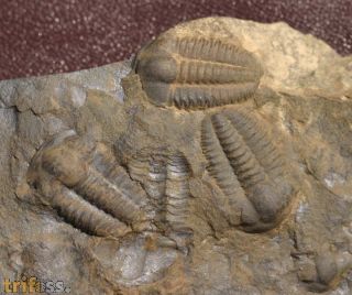 Ellipsocephalus hoffi