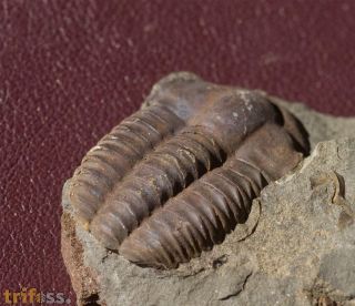 Ellipsocephalus hoffi (Schlotheim, 1823)
