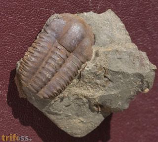 Ellipsocephalus hoffi (Schlotheim, 1823)