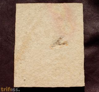 Eryma modestiforme SCHLOTHEIM  1822