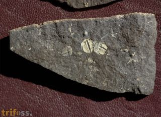 Aulacopleura konincki (BARRANDE, 1846)