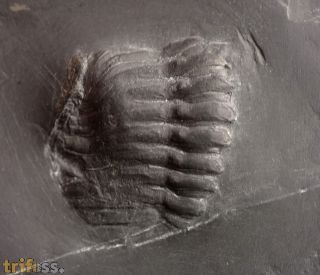 Chotecops sp.