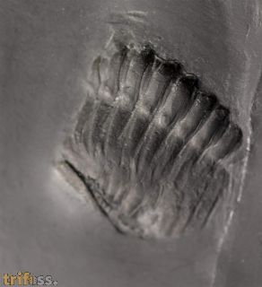 Chotecops sp.