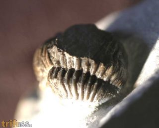 Gerastos cuvieri (STEININGER, 1831)