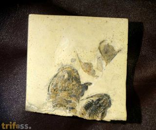 Archegonus (Phillibole) nehdensis (HAHN & HAHN 1969)
