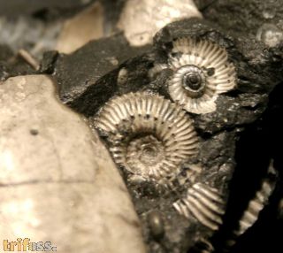Kosmoceras cf. medea Callomon 1955 & Kepplerites galilaei (Oppel