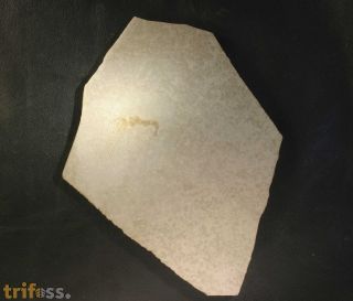 Aeger tipularius OPPEL 1862 (Juv.)