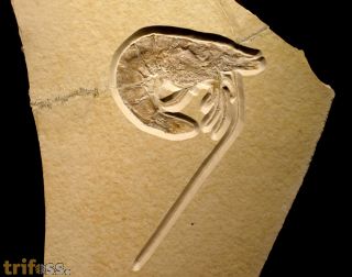 Antrimpos  speciosus M�NSTER 1839