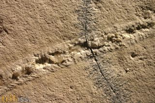 Bristle worm , Eunicites proavus GERMAR 1842
